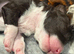 Miniature Health Tested Bernedoodles