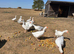 Young Embden geese for sale
