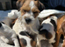 Jack Russell’s