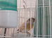 Goldfinch mules