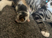 5 boy kittens