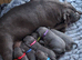 Staffordshire Bull Terrier Puppies