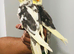 Beautiful hand tamed baby cockatiels for sale.