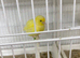 Fife canaries