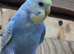 Baby Budgies