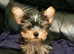 Miniature Yorkshire terrier