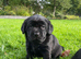Beautiful Black Labrador Puppies