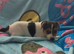 Jack Russell boy puppy