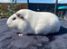 Female Guinea Pig