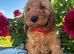 Stunning cockapoo puppies