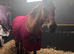 10 year old bay TB mare.