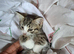 2 kittens