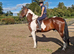 Super happy hacker/family horse