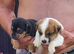 Beautiful Russell border pups