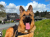 Beautiful Plush Coated German Shepherd Puppies