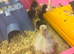 3 day old chicks