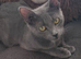 Russian blue kittens