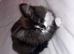 2 Kittens for Sale