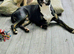 Loving dog mixed breed 2 years old