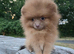 Lilac sable Female pomeranian xxs