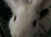 Netherland dwarf x New Zealand