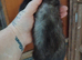 Semi angroa few 8 week old and 10 week old