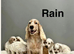 Rain handsome lemon roan boys ready for loving family
