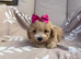 Beautiful maltipoo puppies