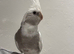 Tamed Cockatiel with Cage
