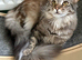 Maine Coon future queen