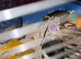 2male hamsters with cage
