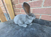Pure giant continental rabbits