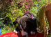 2 bulldog staffy pocket bully mastiff cross puppies available