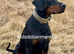 KC reg Dobermann puppies