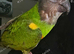Tame 3 & Half Year Senegal Parrot For New Home,
