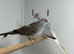 Diamond dove