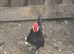 Black Minorca Bantam