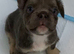 Isabella Lilac and Tan Fluffy French Bulldog Puppies