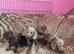 Pedigree miniature dachshund Puppies