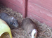 Dad and son bonded guinea pigs