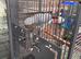 African grey parrot for sale