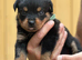 Chunky traditional Rottweiler pups