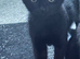 Beautiful Bombay x BLH kittens
