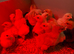Easter Egger chicks