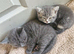 British short haired cross kittens for sale