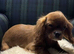 Kennel Club registered ruby Cavalier King Charles spaniel BOY puppies available.  Parents both health tested.