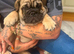 English bulldogs