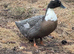 Swedish Blue hatching eggs