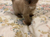 Rare Minks, Solids and traditional Ragdoll kittens