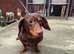 Dachshund
